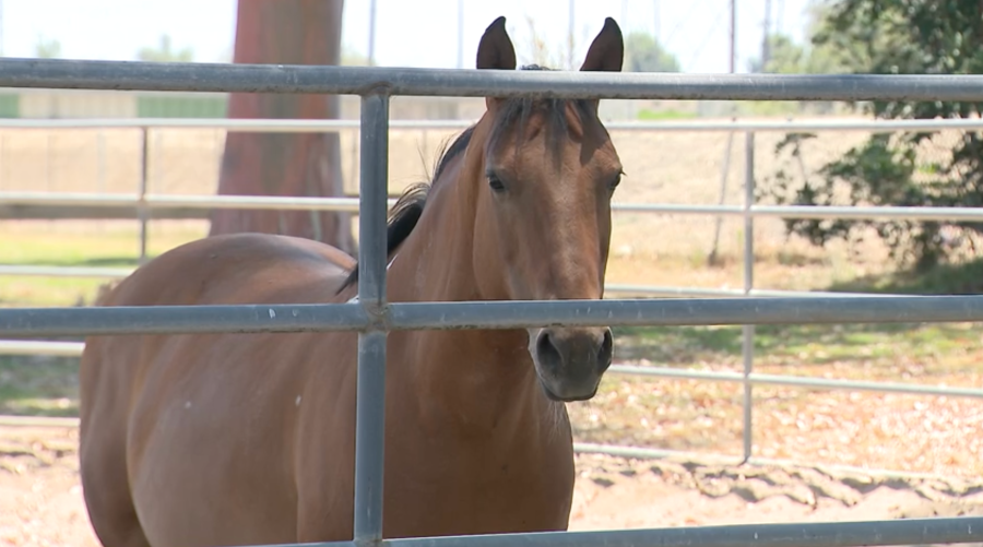 Lakewood Equestrian Center