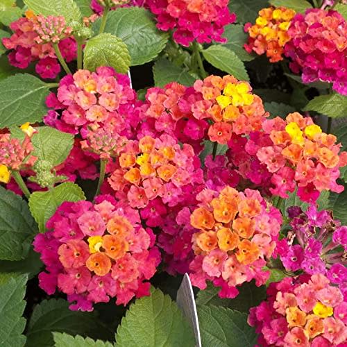 Lantana Rose Live Plant for Garden Flower Live Plant in 4 Inc Pot