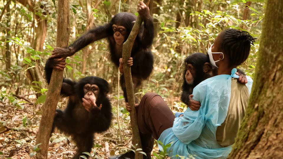 Toddler chimps Shine, Skippy and Pataya enjoy "forest school" at the Tacugama Chimpanzee Sanctuary, watched by their caregiver. It is a chance for them to get to grips with the trees. - David McKenzie/CNN