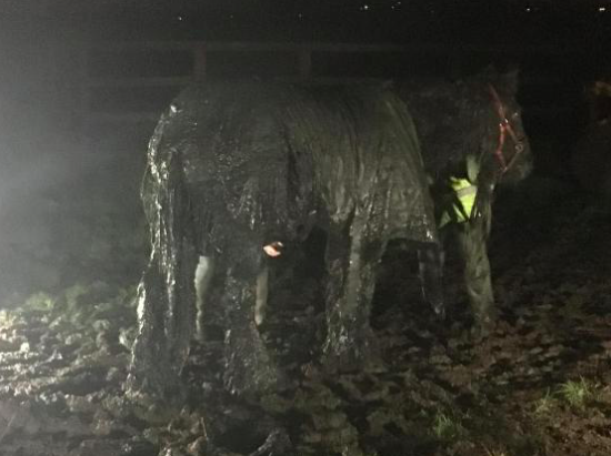 Freedom: Molly emerged muddy but safe after falling asleep in the ditch (Cheshire Fire and Rescue Service)