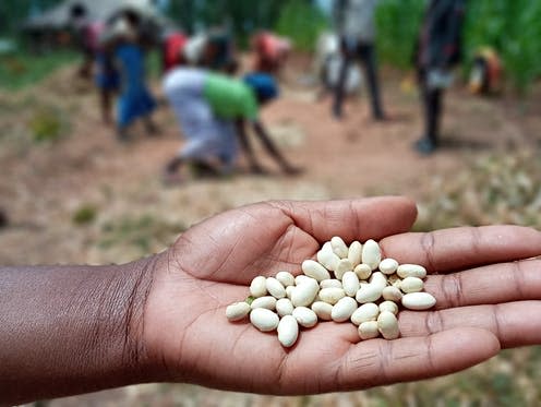 <span class="caption">Legumes are an excellent source of protein.</span> <span class="attribution"><a class="link " href="https://commons.wikimedia.org/wiki/File:Freshly_harvested_legumes_in_Bi%C3%A9_province.jpg" rel="nofollow noopener" target="_blank" data-ylk="slk:Luiana Antonio/Wikimedia;elm:context_link;itc:0;sec:content-canvas">Luiana Antonio/Wikimedia</a></span>