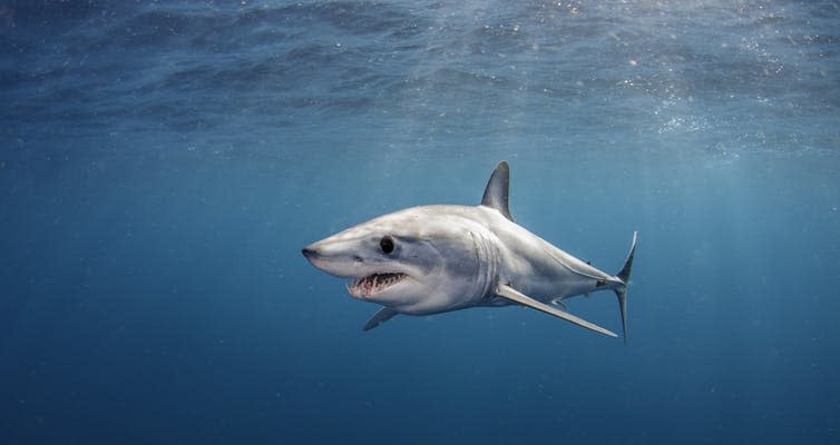 <span class="caption">The mako shark is a fast swimmer.</span> <span class="attribution"><a class="link " href="https://theconversation.com/we-spent-nine-years-tracking-south-africas-white-sharks-what-we-learnt-93140" rel="nofollow noopener" target="_blank" data-ylk="slk:Shutterstock;elm:context_link;itc:0;sec:content-canvas">Shutterstock</a></span>