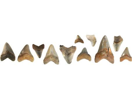 Megalodon teeth from around the world.