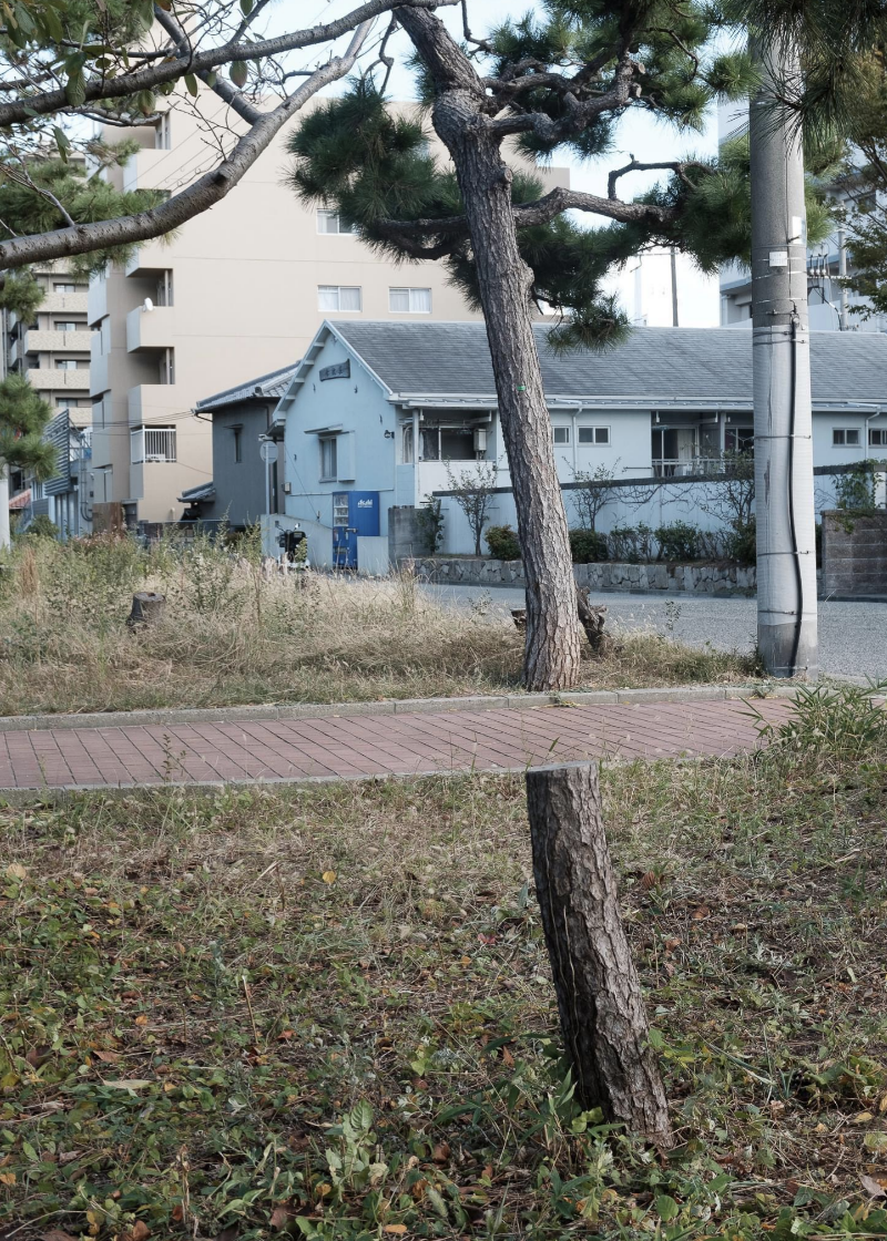 a tree with a tap