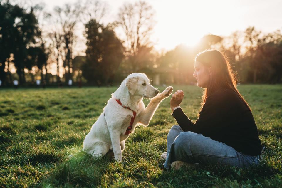 easy to train dog breeds