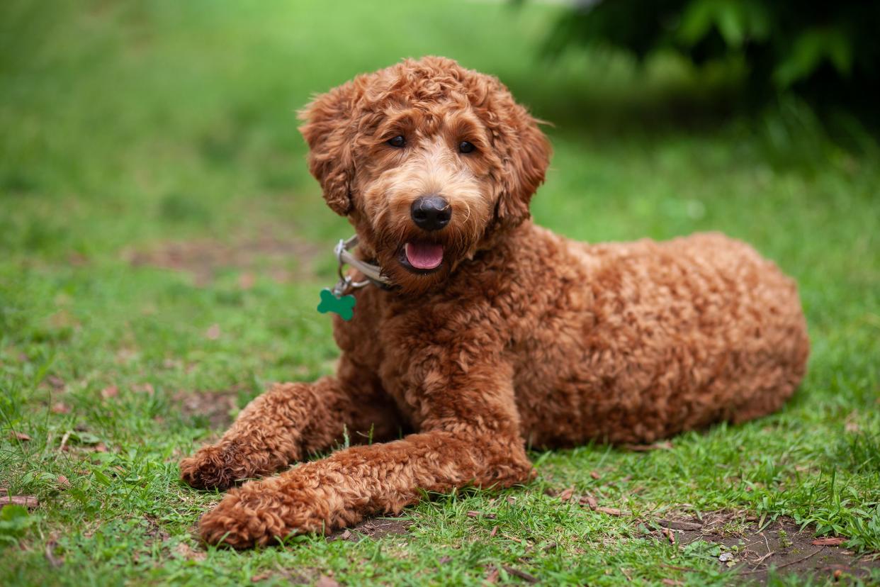 Happy chocolate curly hair labradoodle lying down on the grass, looking into the camera, with a blurred background of grass and plants