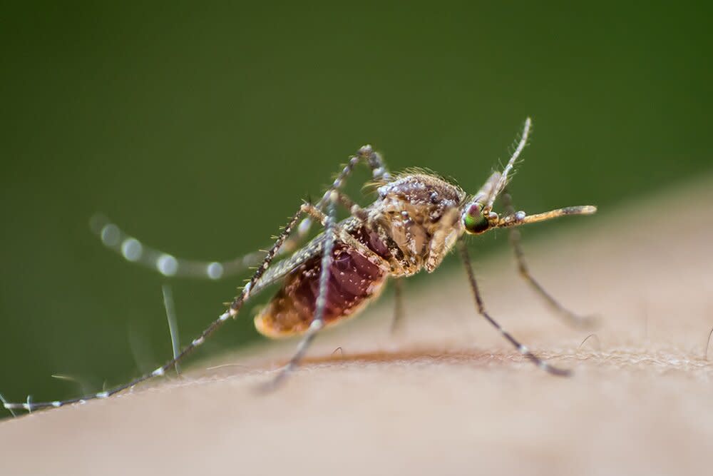 mosquito biting human