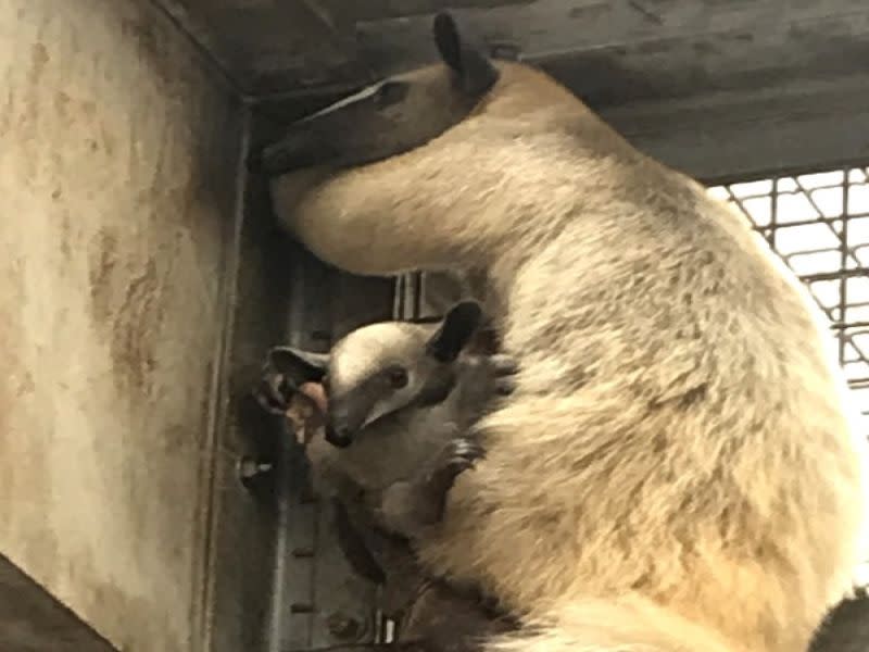 台北市立動物園的小食蟻獸「小紅」與寶寶「紅豆」上個月月初逃脫失蹤。   圖：台北市立動物園／提供