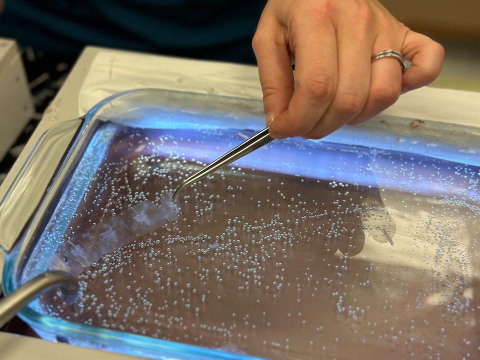 A 'ribbon' of tissue is shown being dipped into a tray of water in a laboratory at the IWK Health Centre in Halifax.