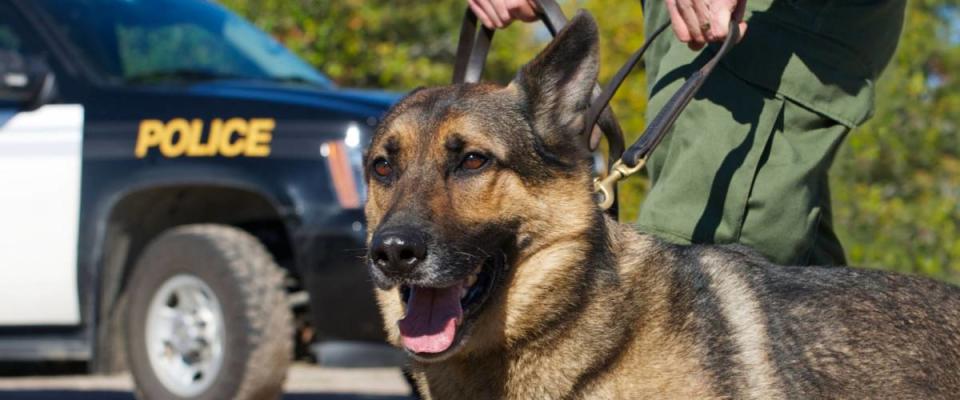 Police dog with K 9 unit officer and  police vehicle in the background.