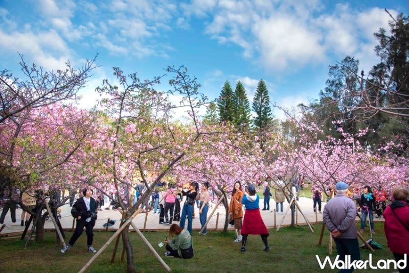 ▲隨著春天的到來，全台各地掀起一波「賞花潮」，民眾趁著春暖花開之際拍下最美的花海留作紀念。(圖／Taipei Walker提供）