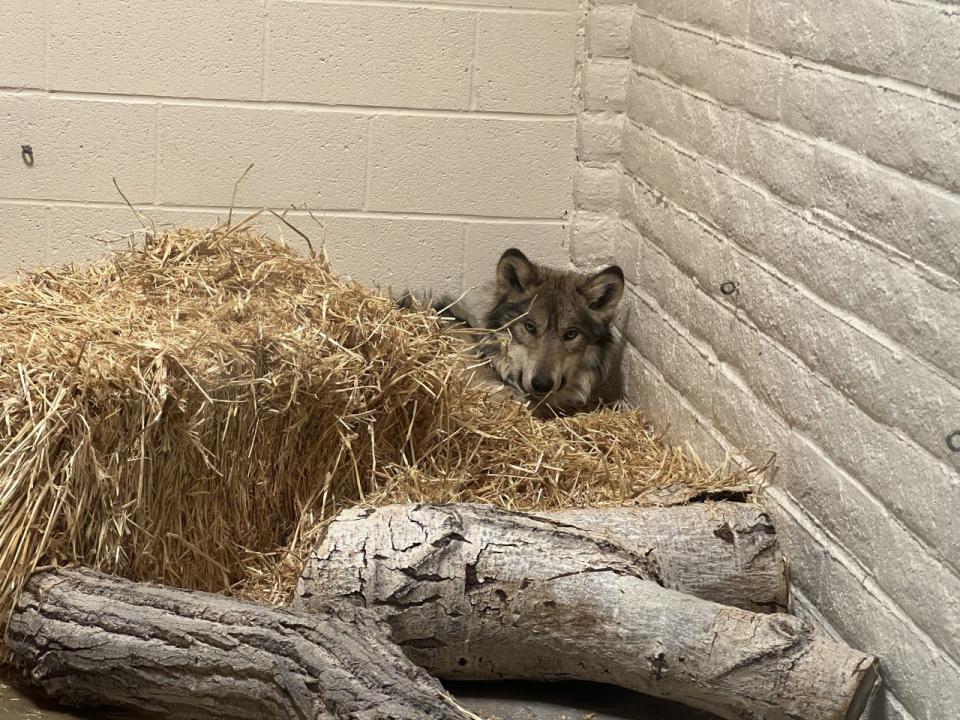 Mr. Goodbar, a Mexican gray wolf, rests at the ABQ BioPark Zoo on Jan. 31. After sustaining a gunshot wound, veterinarians at the BioPark amputated Mr. Goodbar's right hind leg.