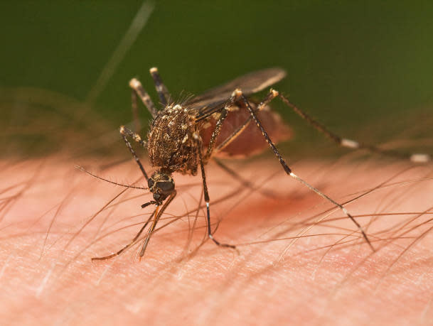 There has been a sharp spike in dengue infections of late. Image courtesy of JJ Harrison.