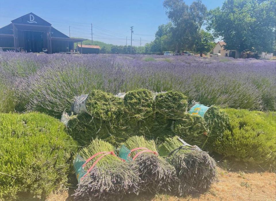 Bunches of hand-picked lavender at Roberts Ferry Lavender Farm in Waterford, California.