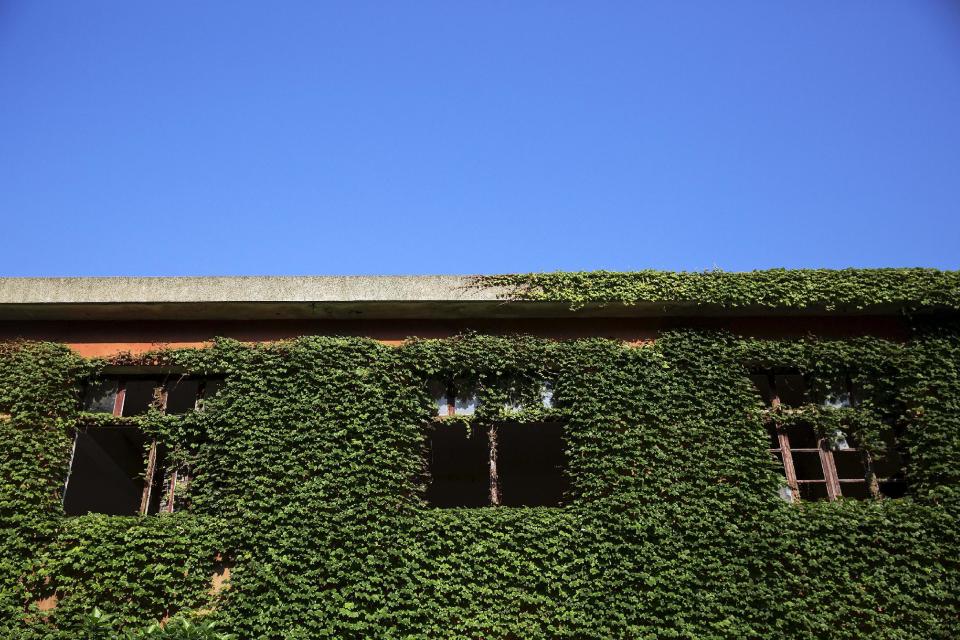 Wider Image: Creeping Vines, Abandoned Village