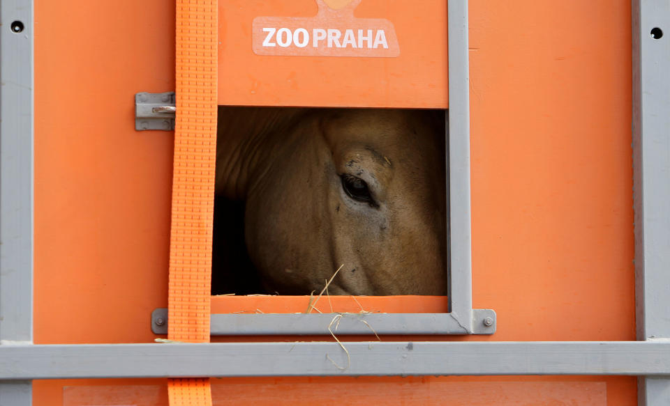 A Przewalski’s horse peers out of a container