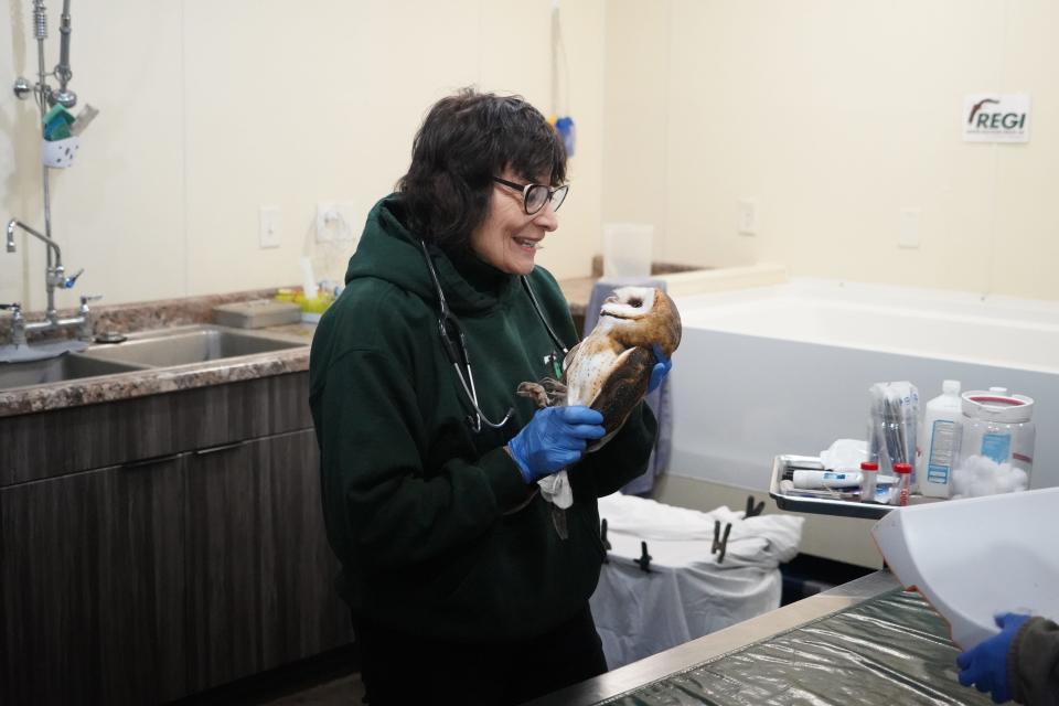 Marge Gibson, executive director of Raptor Education Group, Inc. in Antigo, holds a juvenile barn owl Sept. 26 during a physical examination of the bird and its sibling. The owls were rehabilitated at REGI for four months and are now being acclimated in western Wisconsin prior to a planned release to the wild later in October.