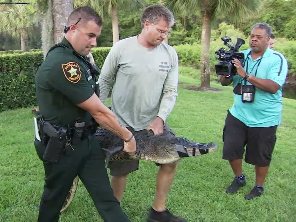 <p>An alligator was removed from a small lake in Florida after it mauled a woman’s leg while she was walking her dog. </p> (Fox 13)