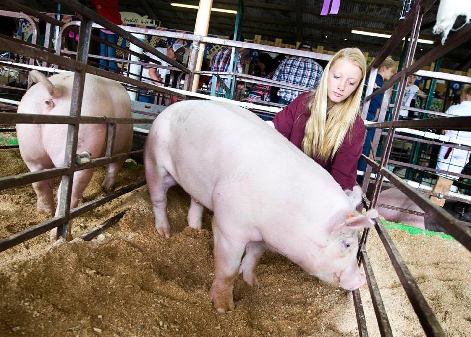 Kalli McCune with Huasna Valley 4-H helps groom her friend Cori Heck’s pig, Gibson, for the market pig show at the Santa Barbara County Fair in Santa Maria in 2014. A Nipomo girl accused of cheating in the fair’s Junior Livestock Auction is suing the California Department of Food and Agriculture, the 37th District Agricultural Association, the Santa Barbara Fairpark Foundation and others.