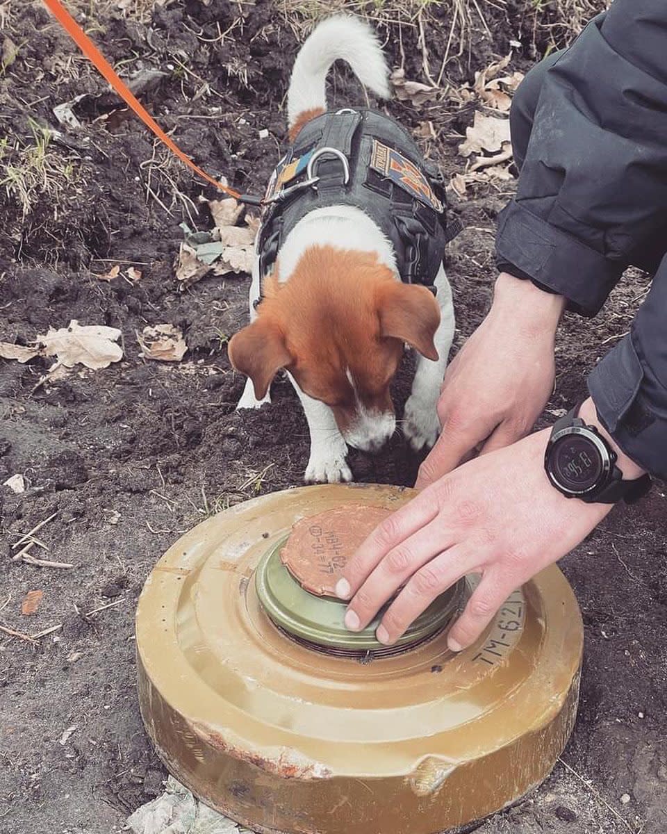 Patron, sniffing out a mine left behind by Russian soldiers. (@patron_dsns / Instagram)