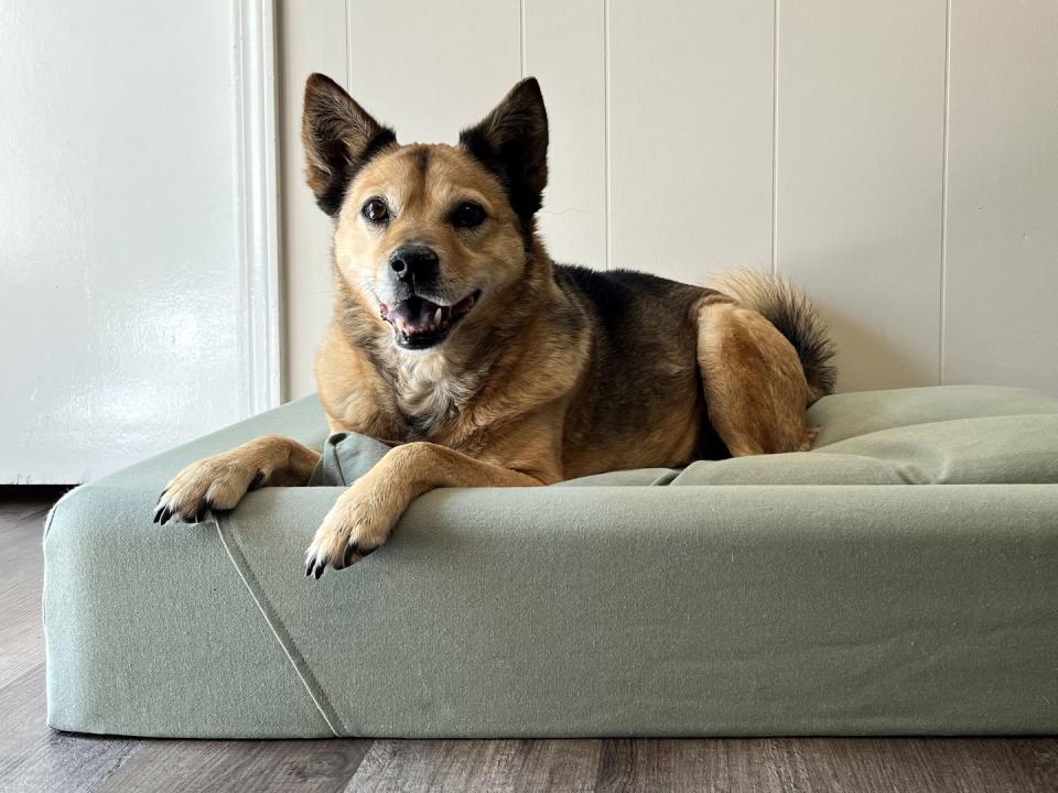 shiba inu mix on green dog bed