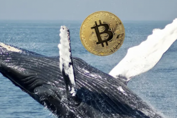 Crypto Whale 在比特币中移动 $1.58B，现在 BTC 存储在哪里