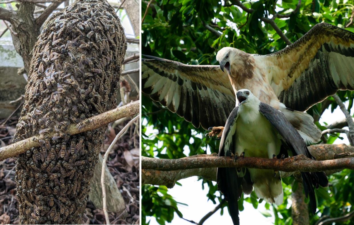 Black dwarf honey bees and white-bellied sea eagles in Singapore. (Photos: Clarence Chua, Kelvin Ow)