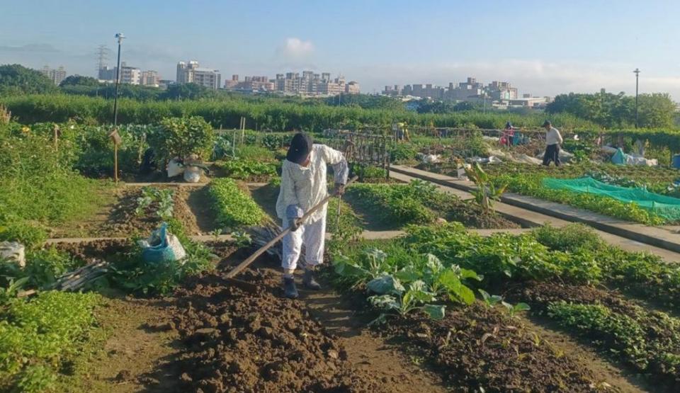 位於三重新北大都會公園的「樂活農園」耕作格位四日起開放抽籤登記，歡迎有興趣的市民來當都市農夫。（記者吳瀛洲攝）