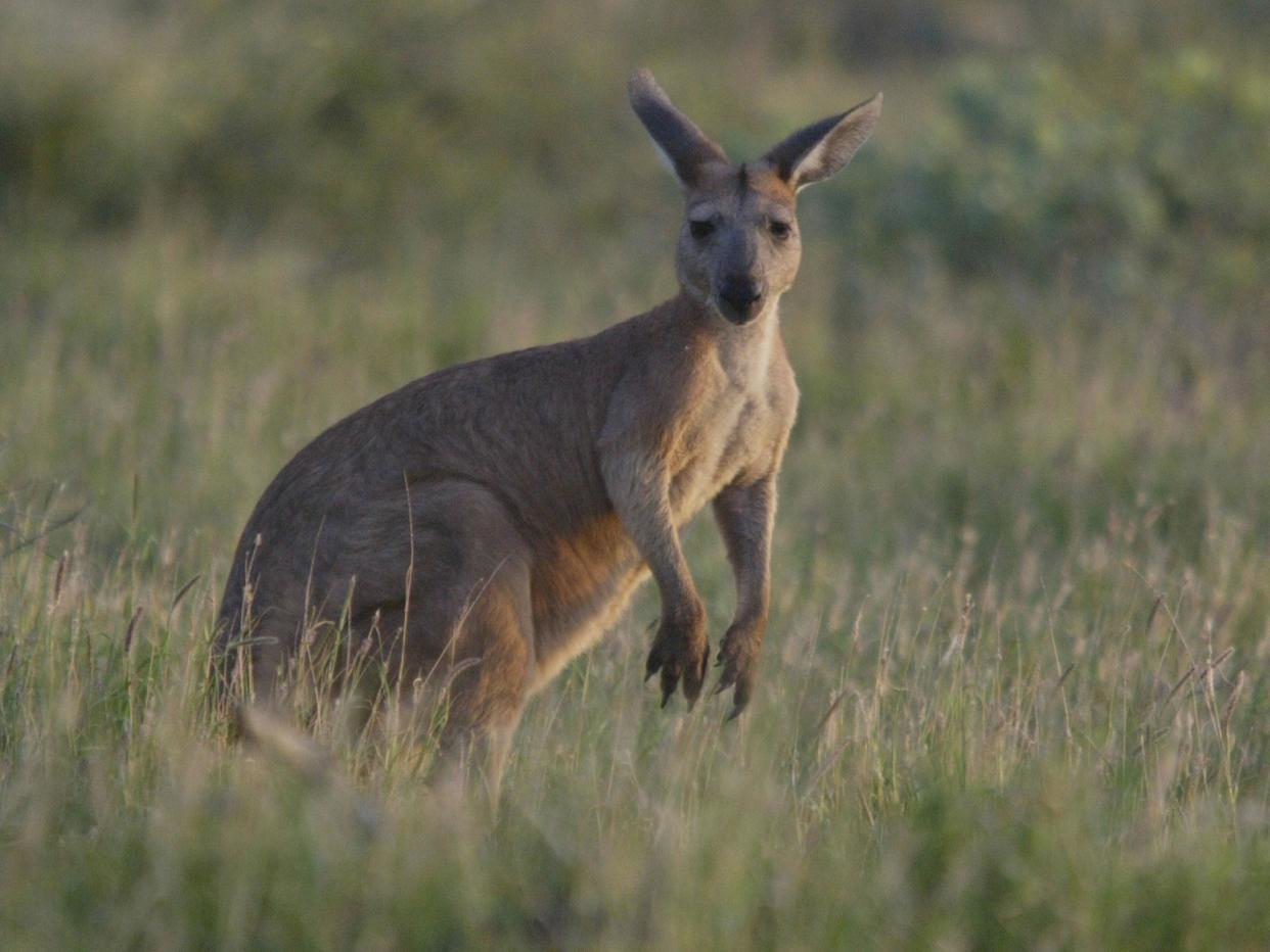 The kangaroo population in Australia is approaching 50 million: MARCEL MOCHET/AFP/Getty Images