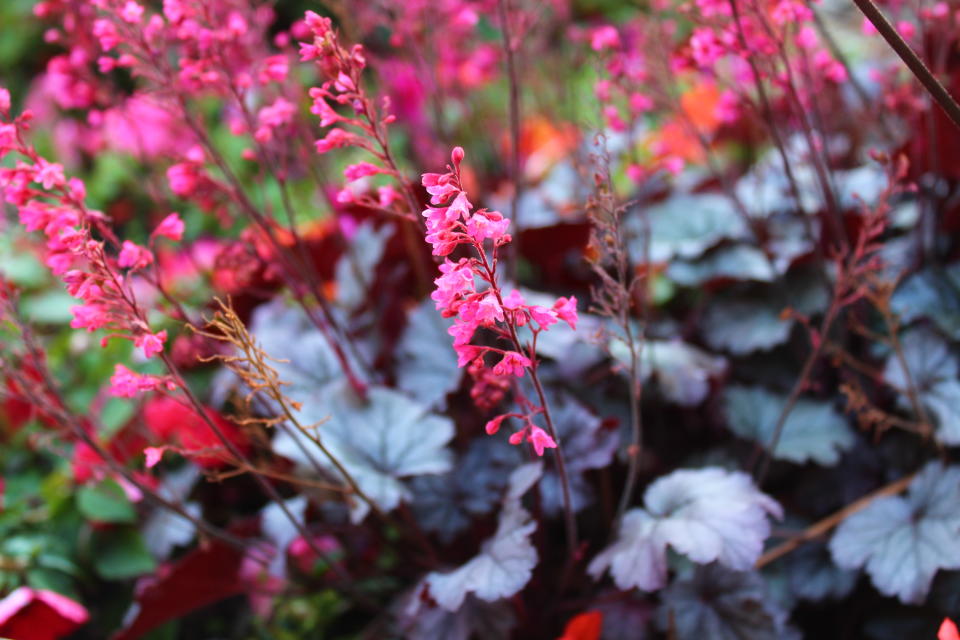 Heuchera flowers