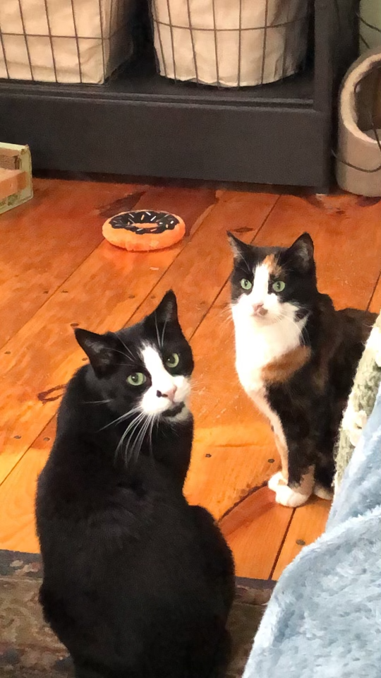 Two of the many foster cats at Jennifer Inzana Young's house.