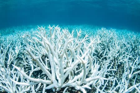 A research fund into coral bleeching will form part of a $500 million cash injection to rescue the Great Barrier Reef. Source: Reuters