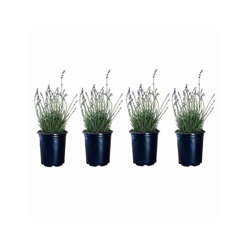 Alder & Oak Lavender, 4-pack