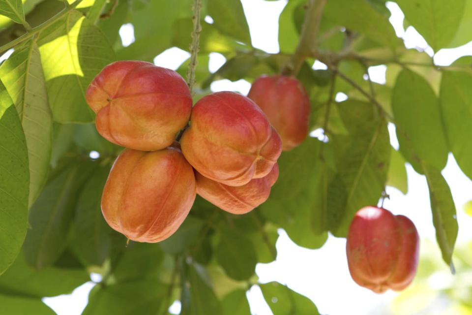 <b>Ackee Plant</b><br><br> The beloved Ackee plant is the national fruit of Jamaica, but eating it too ripe or not ripe enough could cause a Jamaican vomiting sickness, seizures, or fatal hypoglycaemia. You can tell if the fruit is ripe because its pods will turn red and it will fall open. If you're chowing down on one of these fruits, remember that only the tasty yellow parts are edible, so stay safe and steer clear of the toxic black seeds and red skin. <br><br>Image: Thinkstock