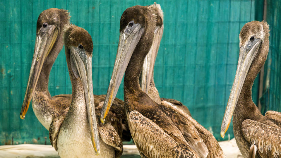 Brown pelicans that were starving recuperate at the Wildlife Care Center in Huntington Beach, Calif., on Friday, May 3, 2024, after a mass stranding of species over the past few weeks. (Leonard Ortiz/The Orange County Register via AP)
