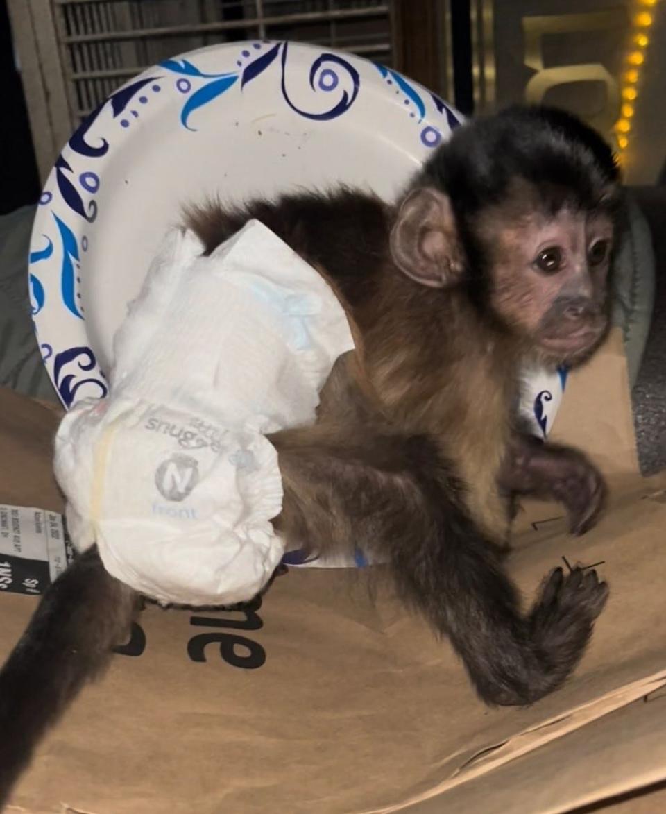 Adam Kordes' capuchin monkey, "Neo," in a photo dated Feb. 7, 2022, the day animal control officers took the monkey from his home.