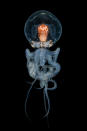 <p>A Wunderpus larva octopus photographed from the waters around Anilao, Philippines. (Photo: Cai Songda/Caters News) </p>