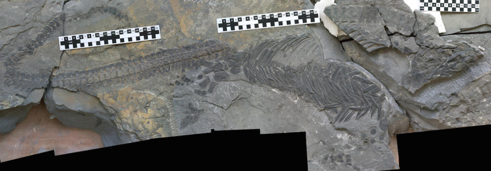 The remarkable fossil of <i>Sclerocormus parviceps</i>, which scientists just discovered in China.