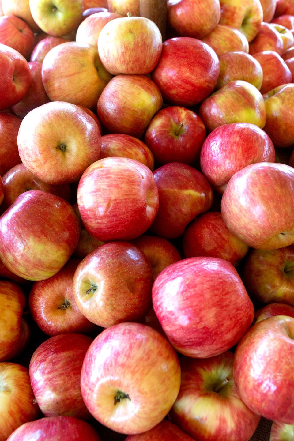 A bin of gala apples at Sunny Slope Orchards in Tuscarawas Township.