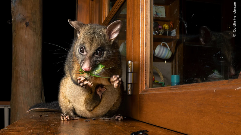 A possum in Queensland chomps on a cicada, strewing bits of it on the windowsill.