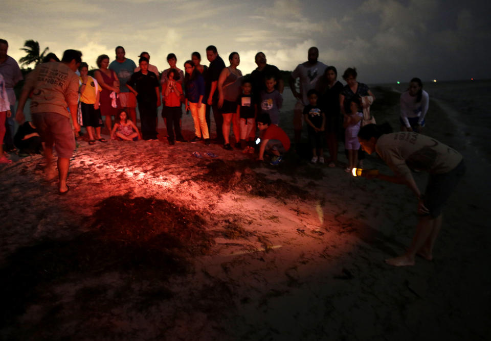 In this Friday, July 19, 2013 photo, naturalist Daphne Dozo, right, holds a flashlight as visitors watch the release of sea turtle hatchlings during the Sea Turtle Awareness Program at the Biscayne Nature Center in Key Biscayne, Fla. Nesting season on Florida's Atlantic coast runs from March through October. (AP Photo/Lynne Sladky)
