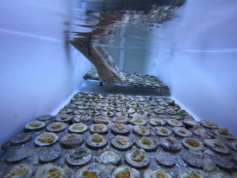 A research associate places a tray of baby coral brought in from the University of Miami's open water coral nurseries into a tank as staff and students work to save as much coral as the Lirman coral lab can hold, Friday, July 28, 2023, at the Rosenstiel School of Marine, Atmospheric, and Earth Science in Key Biscayne, Fla. In a race against time, multiple organizations are working to save the reef that runs along the Florida Keys during a heat wave that has already led to historic coral bleaching. (AP Photo/Rebecca Blackwell)