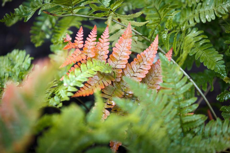 best shade perennials autumn fern