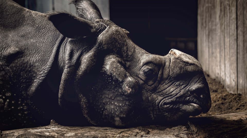 Haider Khan documented two rhinos in captivity in Germany and India. - Haider Khan/Sony World Photography Awards