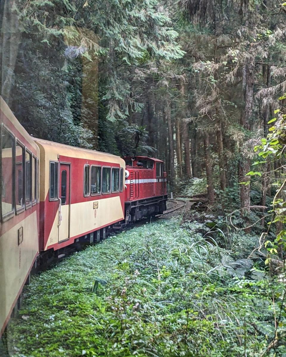 阿里山林業鐵路因樹木倒塌中斷。阿里山林業鐵路提供