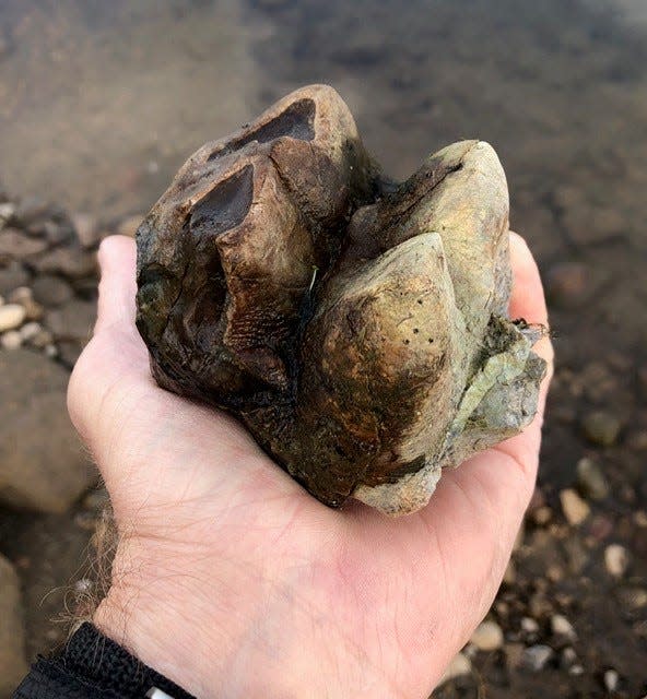 california fossils