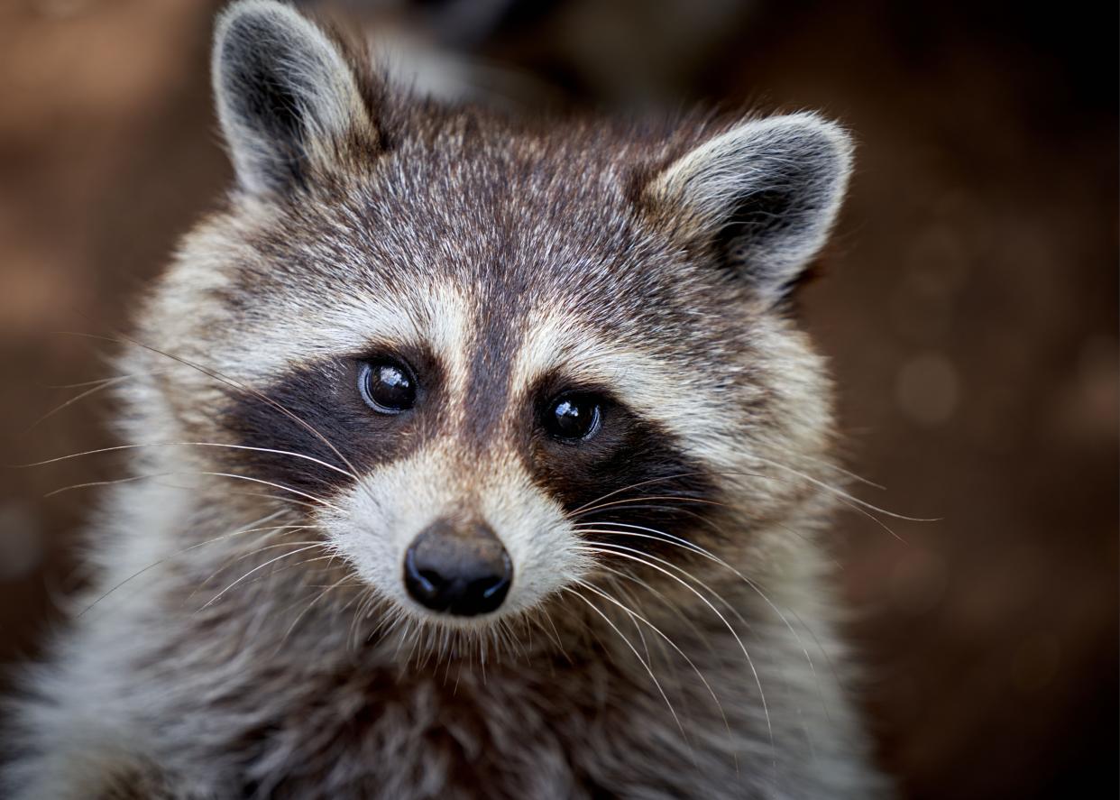 A raccoon, which is not legal to own as a pet in North Dakota.