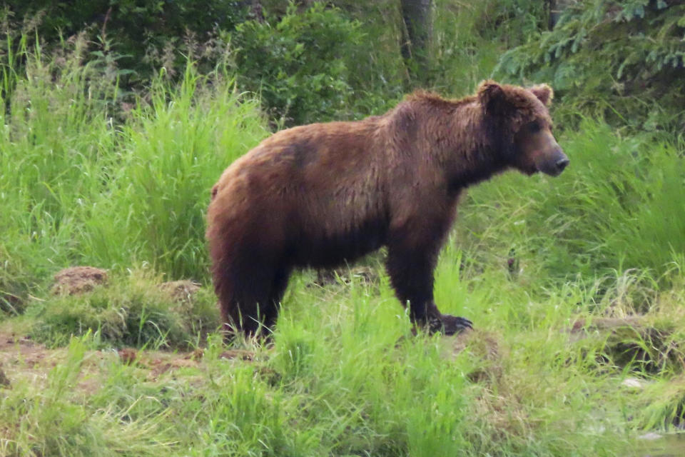 Online voting in Alaska's Fat Bear Week contest starts after an attack