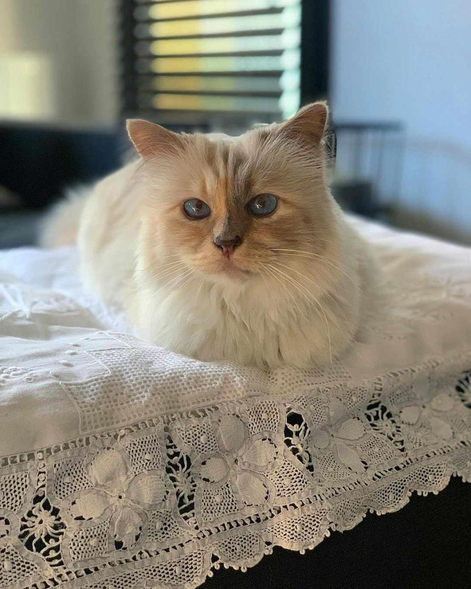 Choupette Lagerfeld/Instagram Choupette Lagerfeld