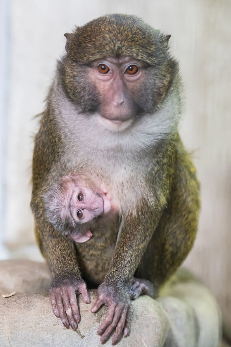 Baby Swamp Monkey on February 24, 2023.